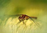 Dragonfly On A Pine_51430-1